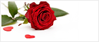 Valentines Day! Ícone de bate-papo ao vivo on-line #7 - English